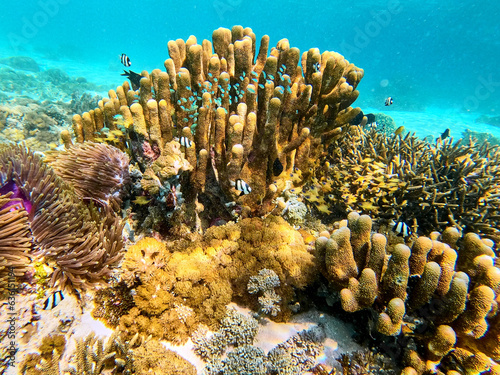 Coral reef photo