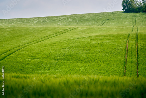 Wind ripples on green barley field - peaceful, serene and mesmerizing