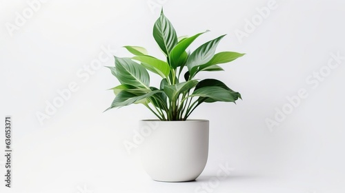 Indoor plant in a pot isolated on a white background. Created using generative AI technology.