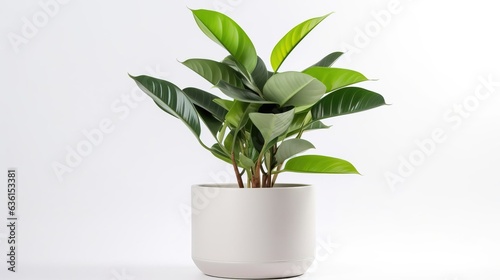 Indoor plant in a pot isolated on a white background. Created using generative AI technology.