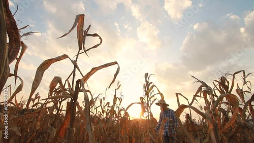 Asian Farmer and dead corn, Climate change and rising temperature are affect crop yields and food production. photo