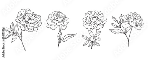 Peony Line Art, Fine Line Peony Bouquets Hand Drawn Illustration. Coloring Page with Peony Flowers. 