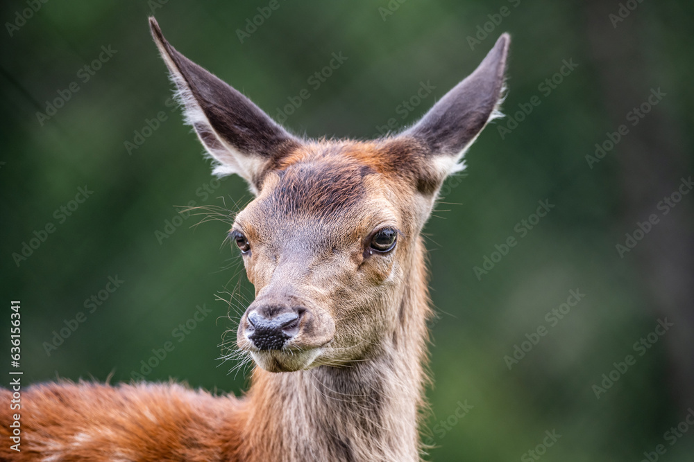 Wildlife Deer Fawn in german Reh, Kitz or Rehkitz Capreolus capreolus close up walking in the gras Wildlife Deer Fawn in german Reh, Kitz or Rehkitz Capreolus capreolus close up walking in the gras