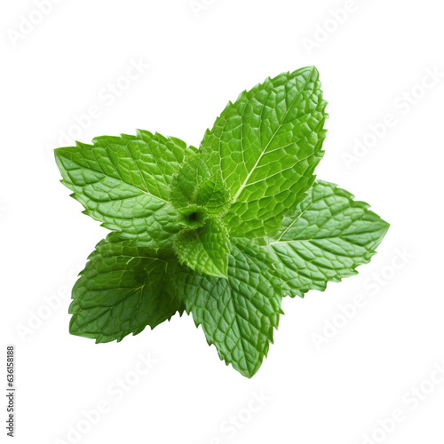 Mint leaves isolated on transparent background