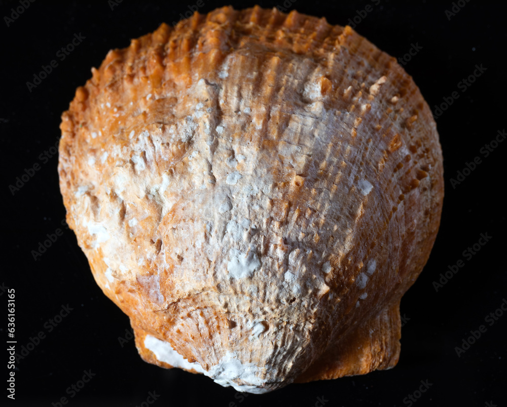 Clam shell isolated on black background, macro, close-up. Clam shell isolated on black background, macro, close-up.
