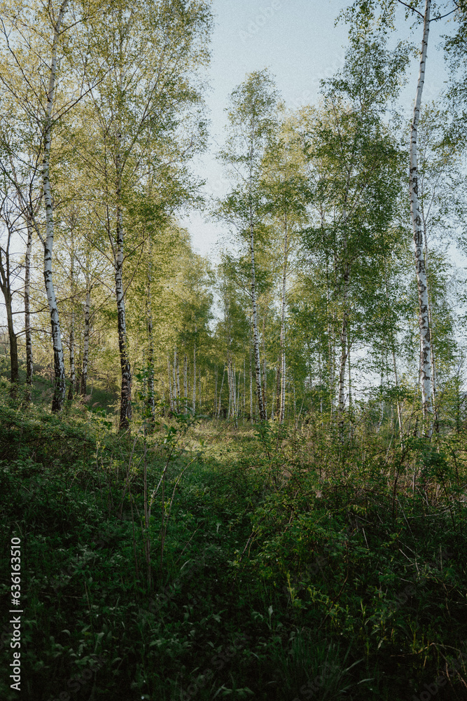 Sunrise in a forest in Poland. Sunlight coming through the trees. Green color. Natural daylight during summer. Sunrise in a forest in Poland. Sunlight coming through the trees. Green color. Natural daylight during summer.