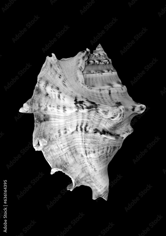 Seashell isolated on black background, macro, close-up. Seashell isolated on black background, macro, close-up.
