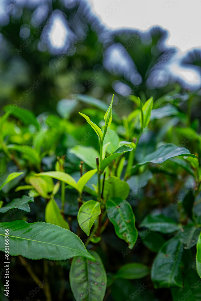 Closeup, Top of Green tea leaf in the morning, tea plantation, blurred background.