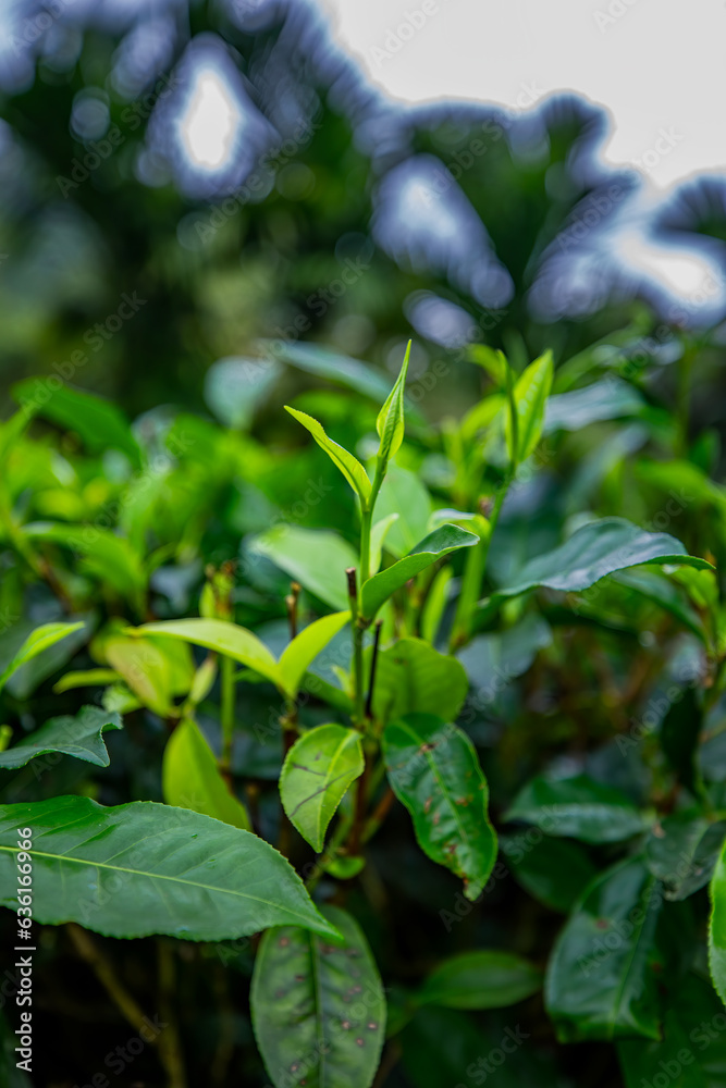 Closeup, Top of Green tea leaf in the morning, tea plantation, blurred background. Closeup, Top of Green tea leaf in the morning, tea plantation, blurred background.