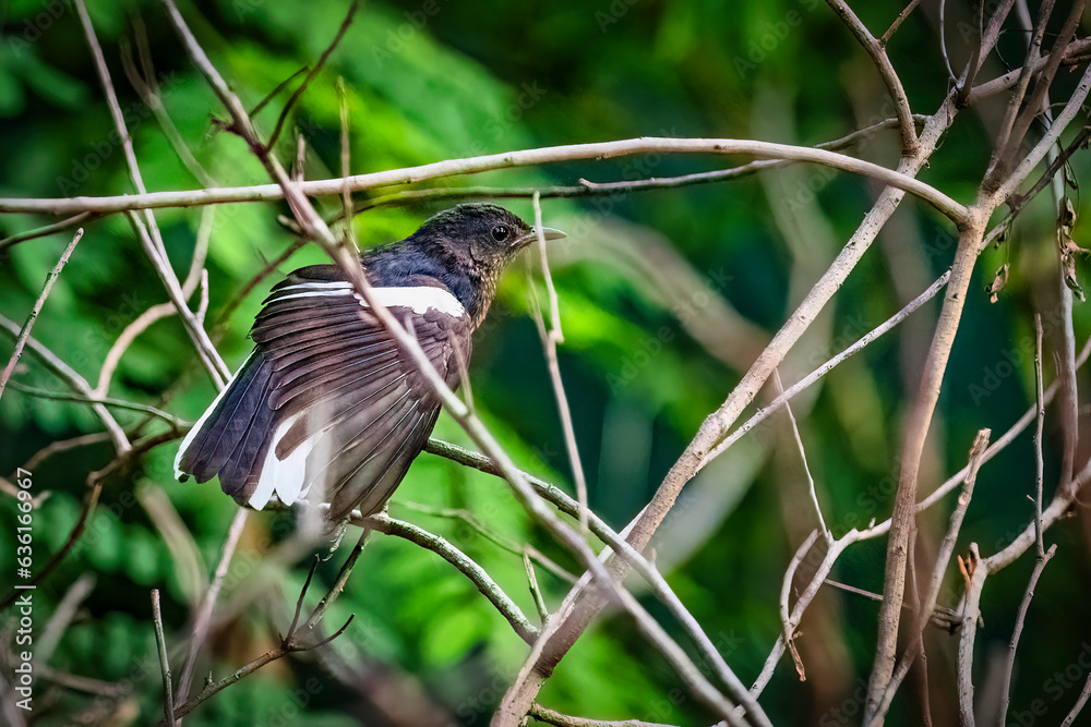 custom made wallpaper toronto digitalMale Oriental magpie-robin, they are common birds in urban gardens as well as forests.