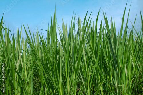 Napier grass  large  slender green leaves blue sky background