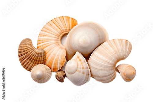 Sea Shell Isolated on transparent background Generative AI