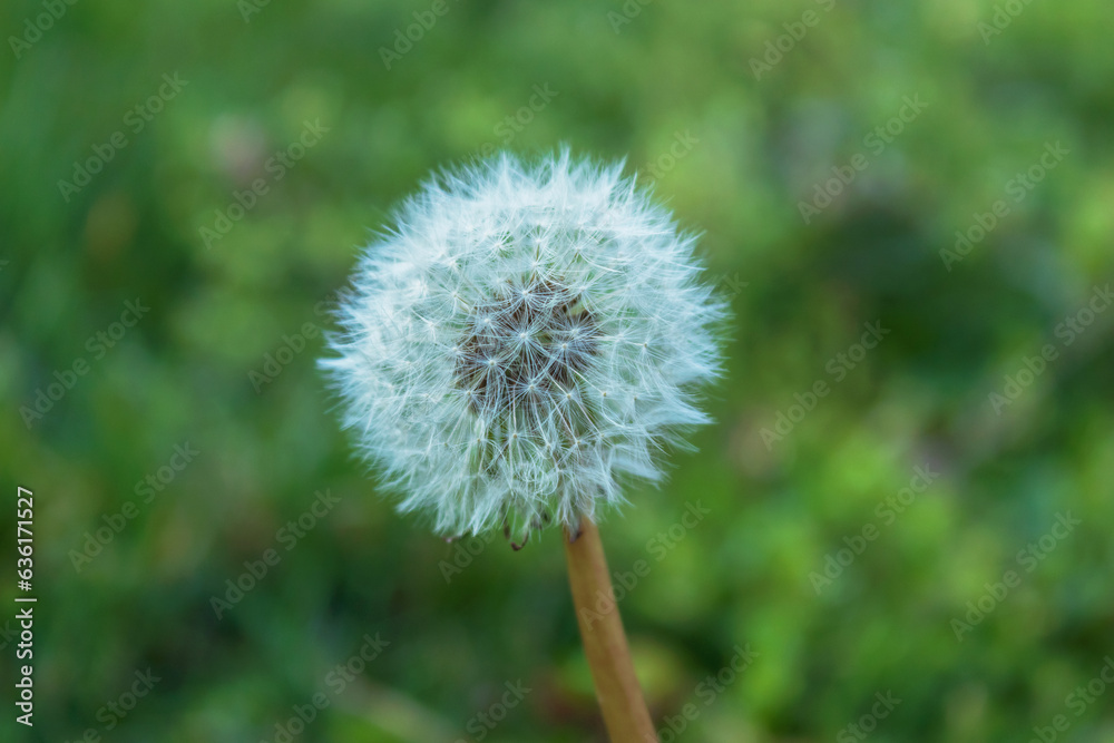 Obraz premium spring flowers, nature background, amazing forest and garden landscape