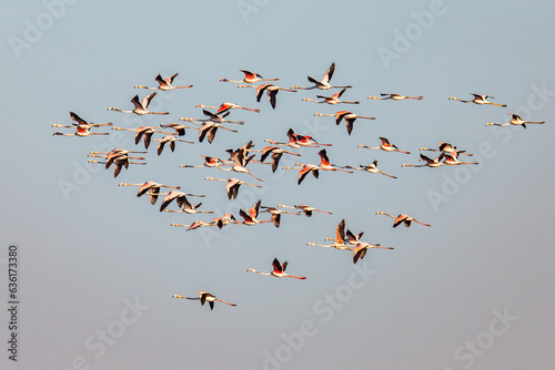 Foto Flamingos in Portugal