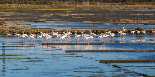 Flamingos in Portugal