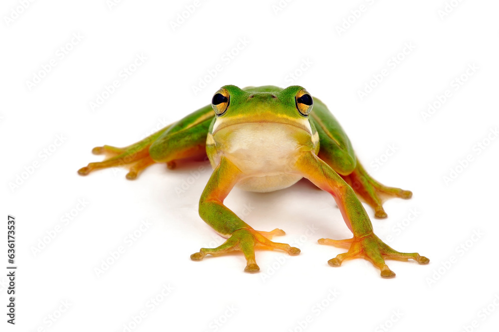 American green tree frog // Amerikanischer Laubfrosch, Karolina-Laubfrosch (Dryophytes cinereus / Hyla cinerea) American green tree frog // Amerikanischer Laubfrosch, Karolina-Laubfrosch (Dryophytes cinereus / Hyla cinerea)