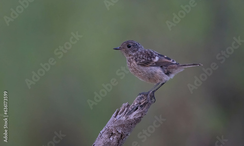 Female stonechat on her trunk 