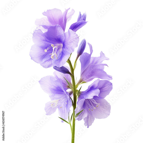 larkspur flowers isolated on white photo
