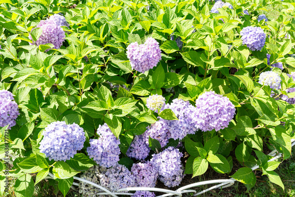 Garden hydrangea, beautiful colorful blooming shrub. Garden hydrangea, beautiful colorful blooming shrub.
