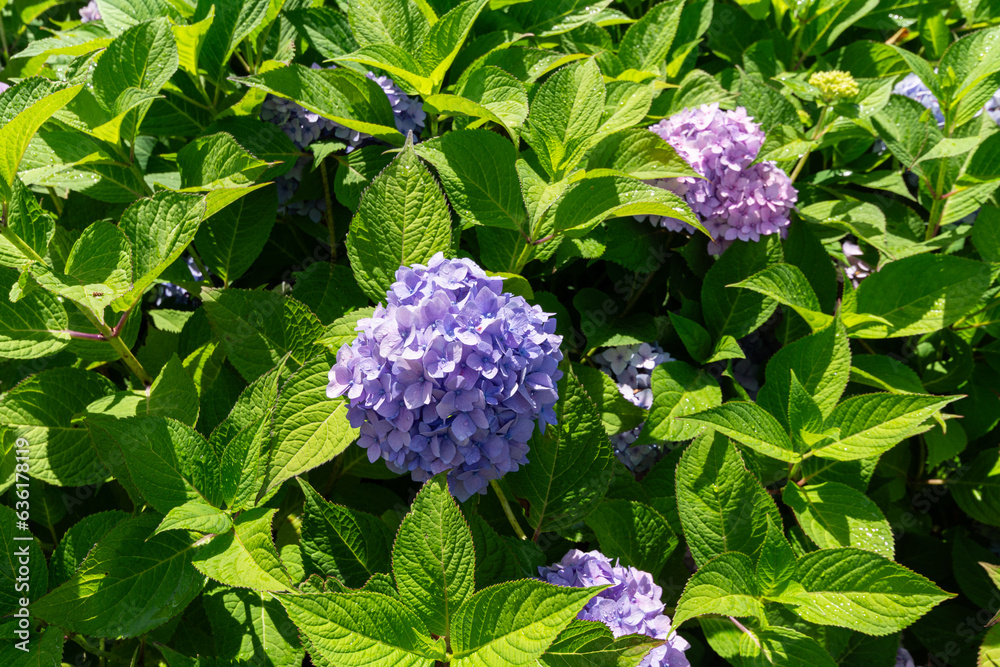 Garden hydrangea, beautiful colorful blooming shrub. Garden hydrangea, beautiful colorful blooming shrub.