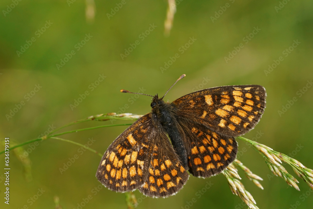 Fototapeta premium Closeup on a Heath Fritillary butterfly , Melitaea athalia, with open wings on a grass straw