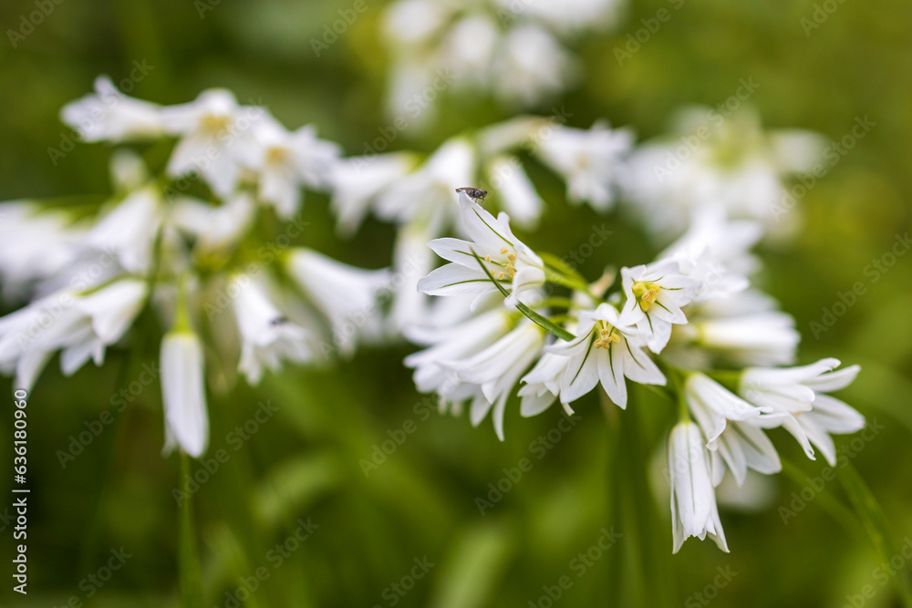 Allium triquetrum is a bulbous flowering plant in the genus Allium native to the Mediterranean basin. In English as three-cornered leek, in Australia as angled onion and in New Zealand as onion weed Allium triquetrum is a bulbous flowering plant in the genus Allium native to the Mediterranean basin. In English as three-cornered leek, in Australia as angled onion and in New Zealand as onion weed
