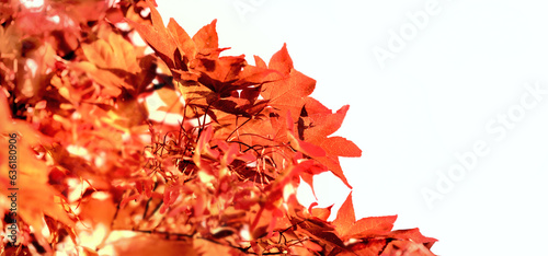 closeup on beautiful red leaf of a japanese maple tree in sunny light - autum...