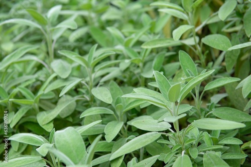 closeup on fresh leaf of sage growing in a garden