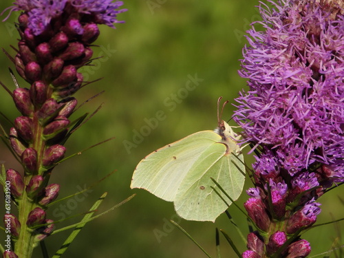 The brimstone butterfly (Gonepteryx rhamni) on a purple blossom of a liatris.