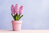 Hyacinth flowers in a clay pot, pastel background, copy space