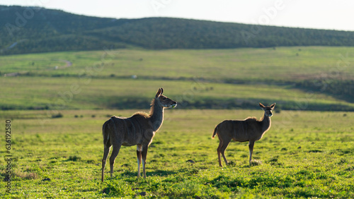 Foto Female kudus grazing in the prairie, Addo Elephant National Park, South Africa