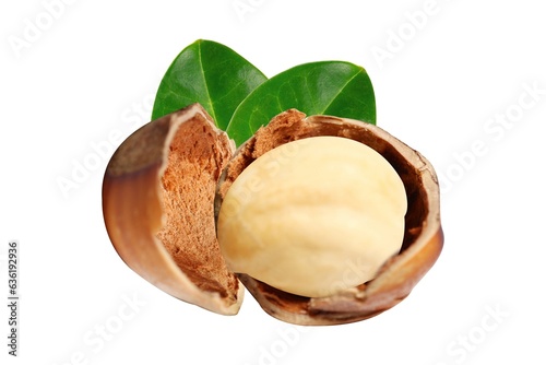Schilderij op canvas Shea butter. Vitellaria paradoxa. Beautiful open shea nut.