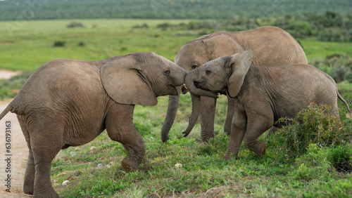 Juvenile elephants playing  Addo Elephant National Park  South Africa