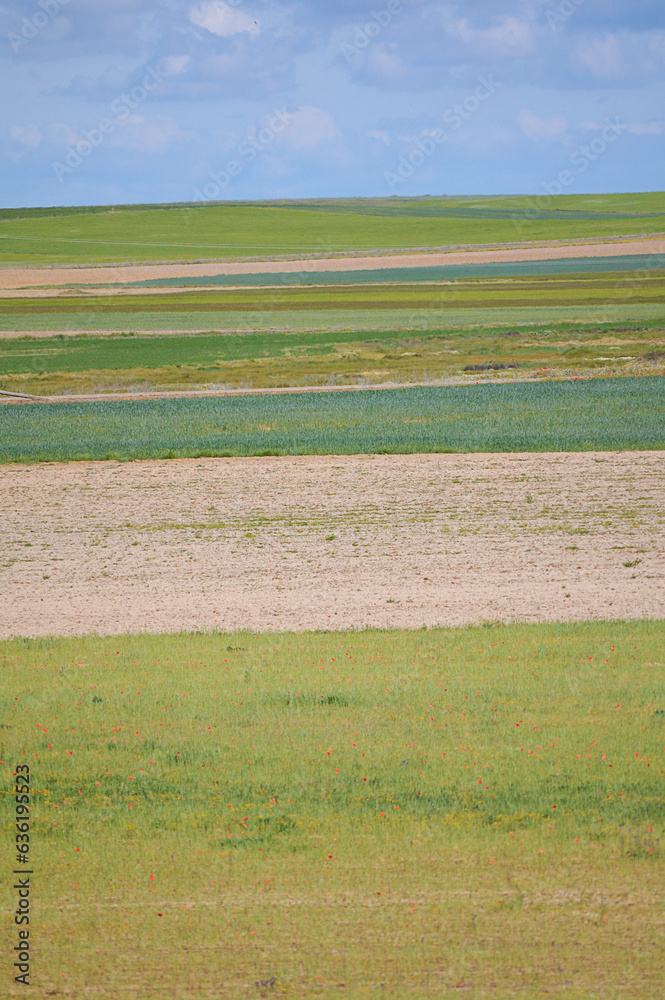 Obraz premium View of different cultivated fields