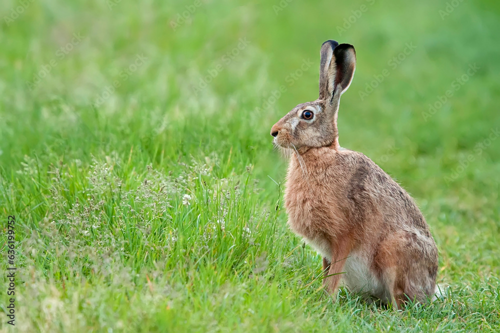 Fototapeta premium Hare in the grass in the wild