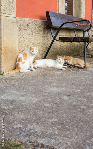 Tres gatos tumbados en una acera junto a un banco.
