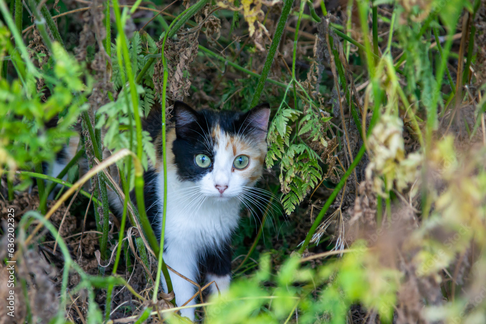 Cachorro de gato de mirada intensa y bonitos ojos entre hierbas.