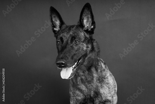 Foto Funny puppy plays, happy dutch shepherd dog on a yellow, red, dark background