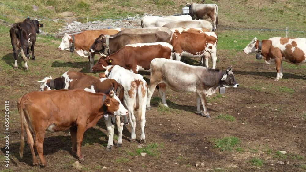 Herd of cows grazing at the alpine meadows. Grazing in a natural environment. Italian Alps Herd of cows grazing at the alpine meadows. Grazing in a natural environment. Italian Alps