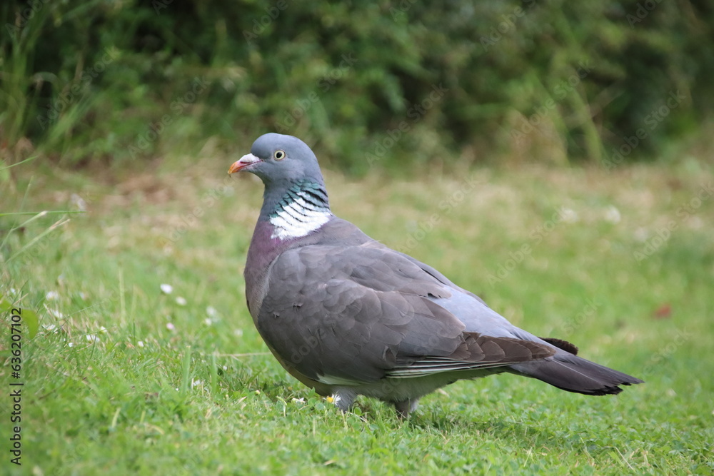 Common Wood Pigeon (Columba palumbus), Badby, Northamptonshire, U.K. Common Wood Pigeon (Columba palumbus), Badby, Northamptonshire, U.K.