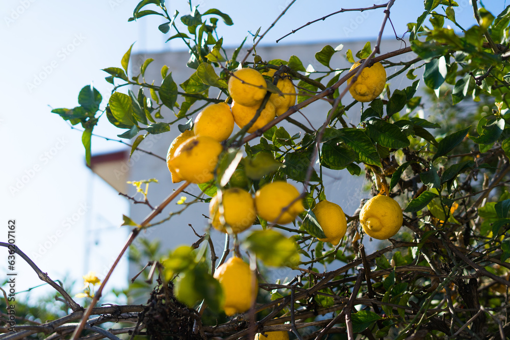 Close up of Lemons hanging from a tree in lemon grove
