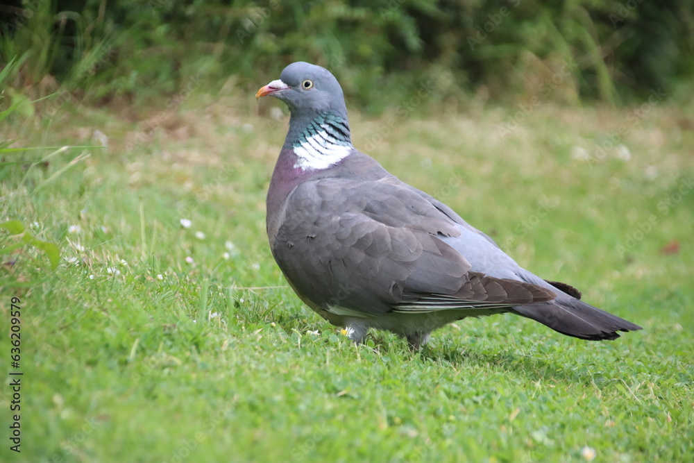 Common Wood Pigeon (Columba palumbus), Badby, Northamptonshire, U.K. Common Wood Pigeon (Columba palumbus), Badby, Northamptonshire, U.K.
