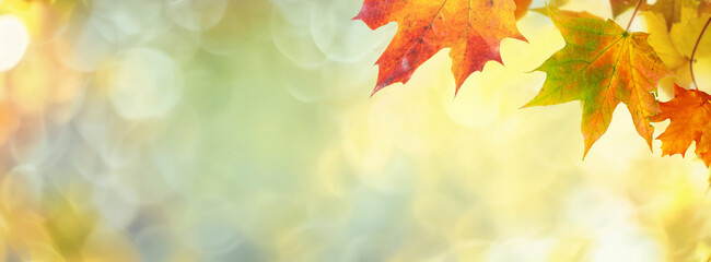 Defocused colorful bright autumn ultra wide panoramic background with blurry red yellow and orange autumn leaves in the park. Border of autumn leaves on a sunny day.