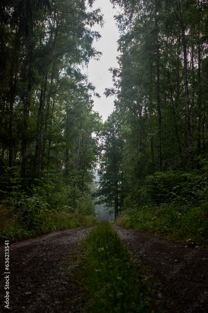 Fototapeta premium Moody calm path in a forest