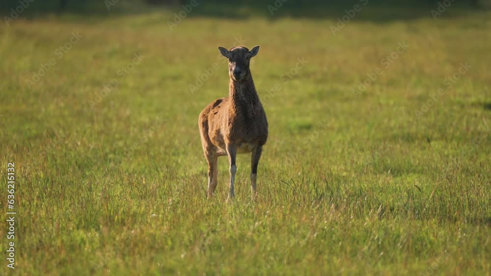 A female mouflon stands on the lush green pasture. A female mouflon stands on the lush green pasture.