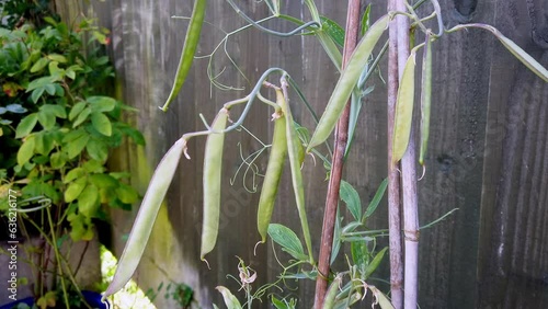 close up of green seed pods of the everlasting sweetpea plant growing after the flowering plant in a garden in the United Kingdom photo