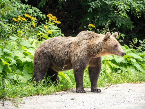 Wild Brown Bear in the Carparthian Mountains photo