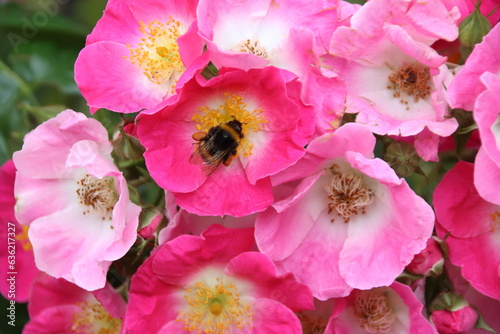 Bee pollinating an old fashioned rose in a garden in Sandringham, Norfolk, U.K.
