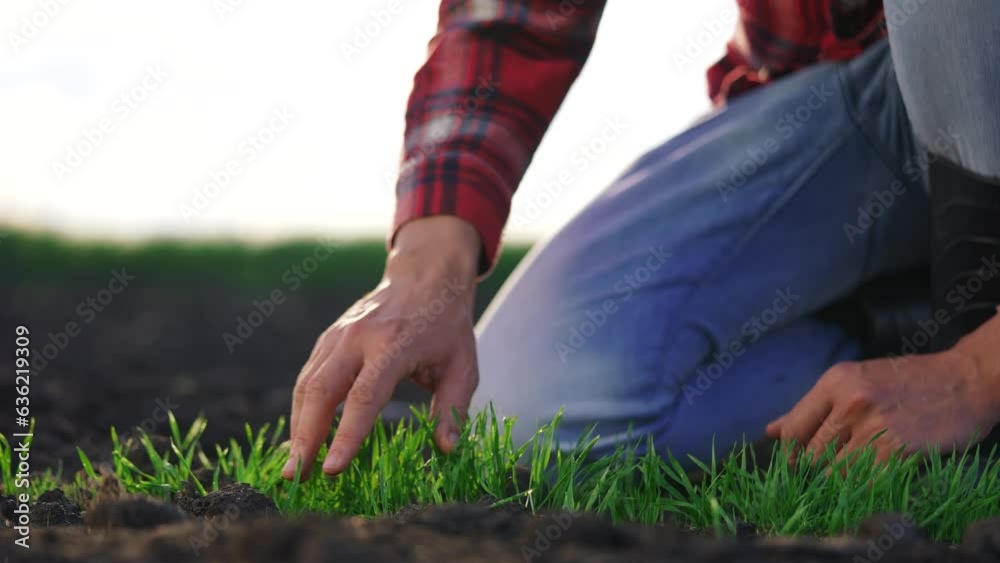agriculture farmer hand. man farmer working in the field inspects the crop wheat germ natural a farming. harvesting concept. farmer hand touches business green wheat crop germ agriculture industry agriculture farmer hand. man farmer working in the field inspects the crop wheat germ natural a farming. harvesting concept. farmer hand touches business green wheat crop germ agriculture industry
