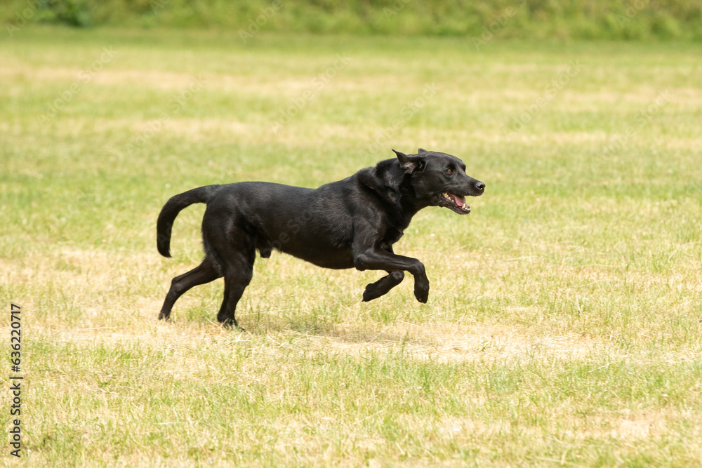 Gundog training around water